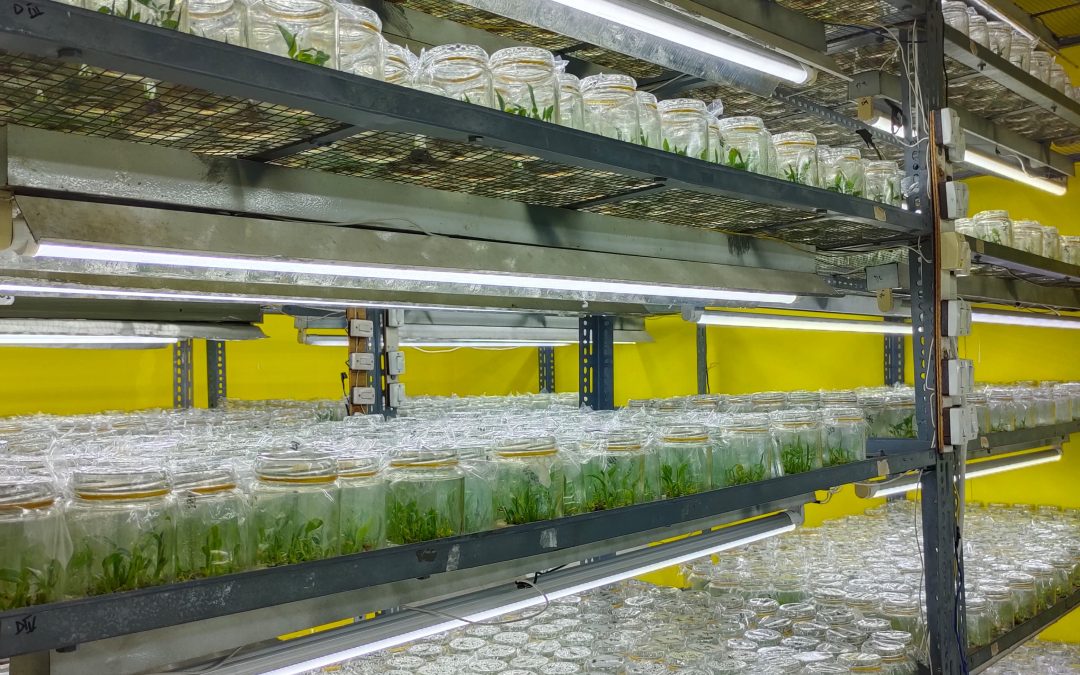 Belajar Kultur Jaringan Langsung dari Industri: Peluang Bisnis Pertanian yang Terbuka Lebar